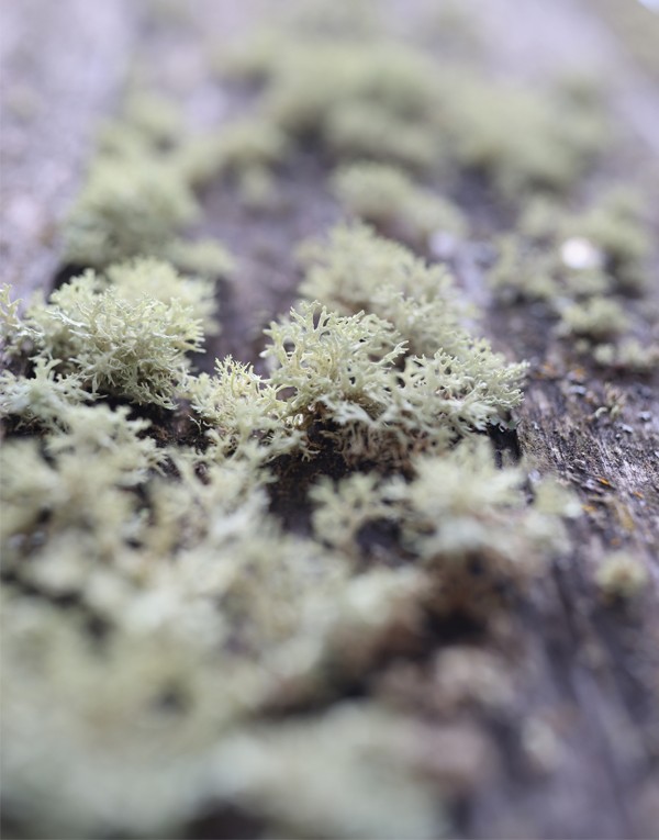 Iceland moss extract