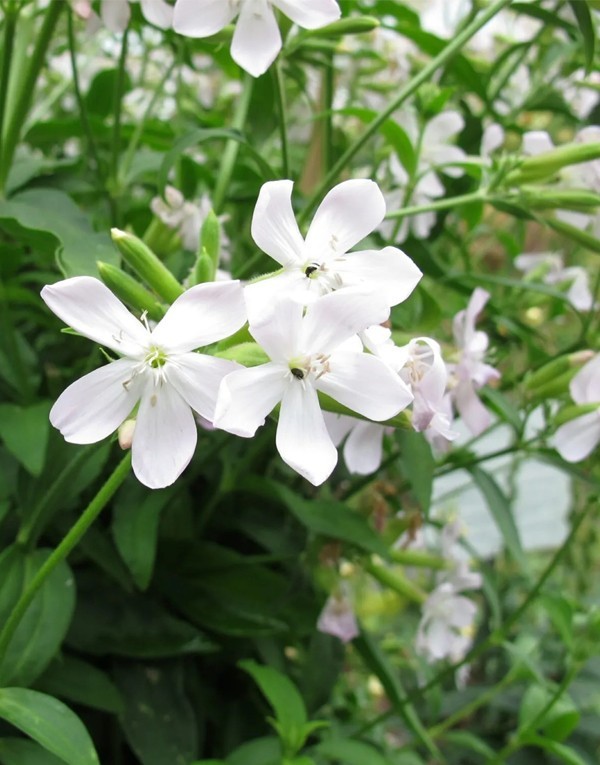 Natural extracts of soap wort leaves