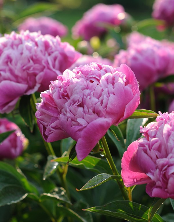 Extrait de fleur de pivoine