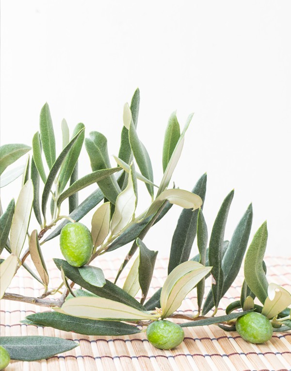 Olive leaf extract
