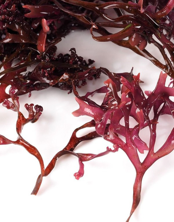 Carrageenan (red algae extract)