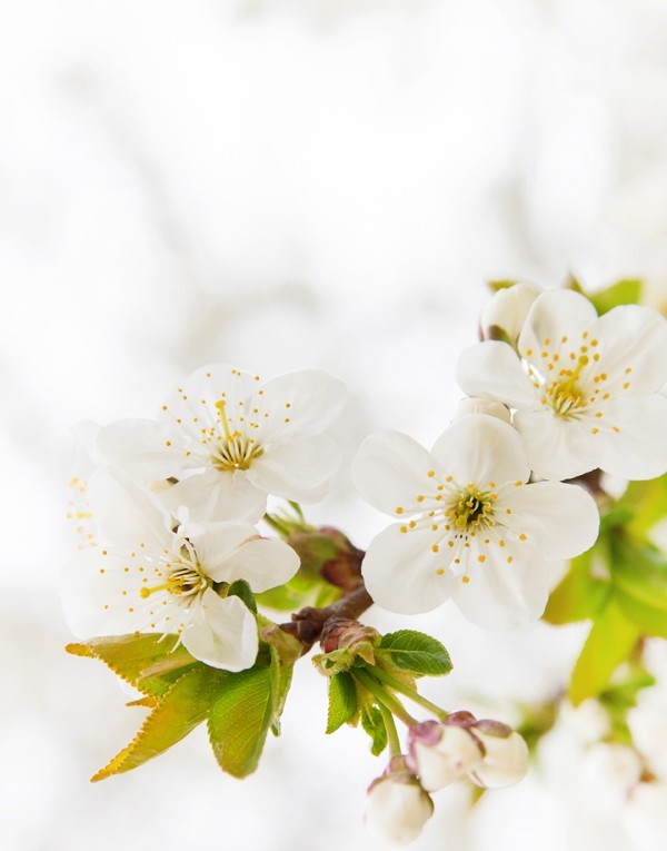 Sweet orange blossom extract