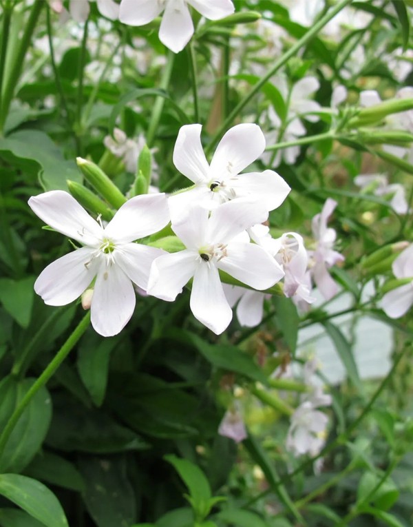 Natural extracts of soap wort leaves