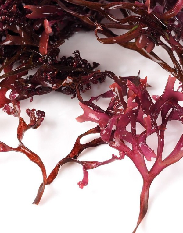 Carrageenan (red algae extract)