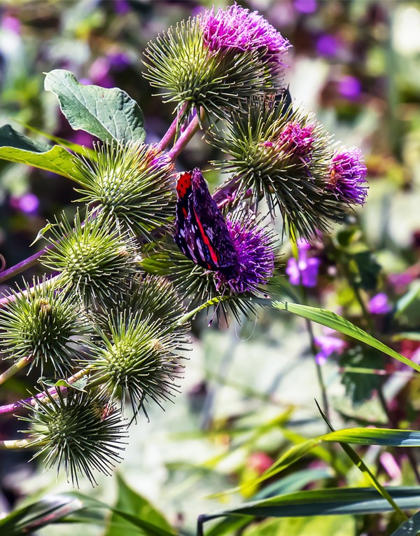 Extrait de la grande bardane