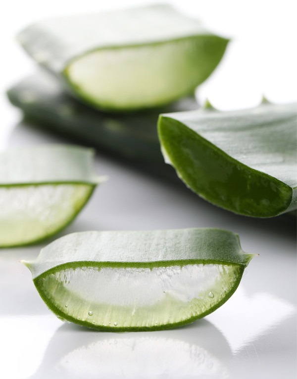 Aloe vera