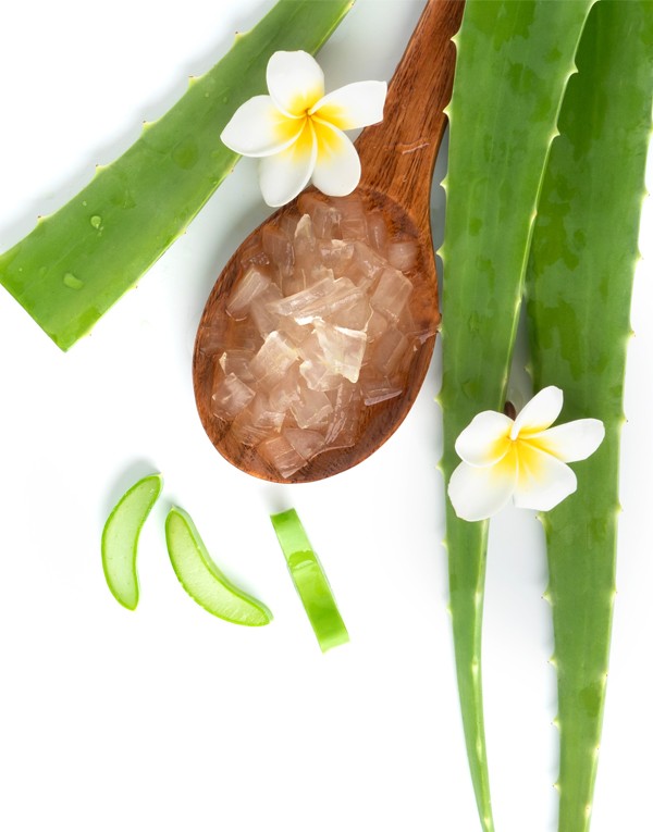 Aloe vera