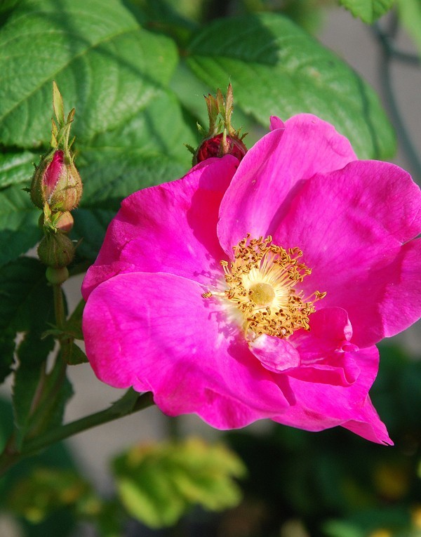 French rose flower extract