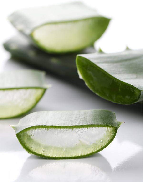 aloe