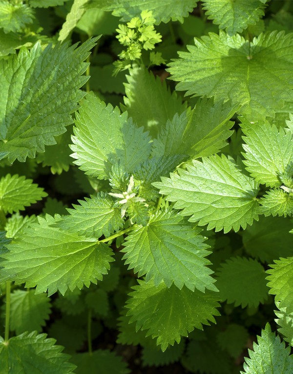 Extrait de la grande ortie