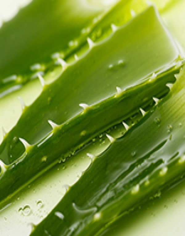 aloe