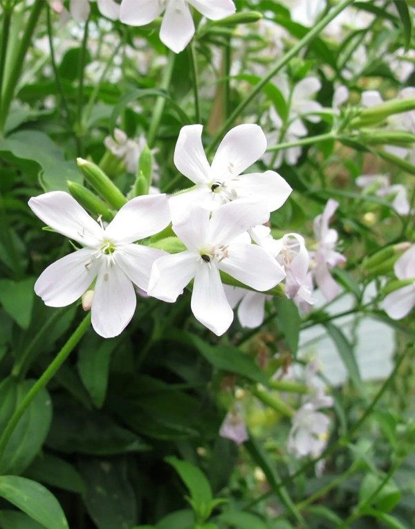 Natural extracts of soap wort leaves