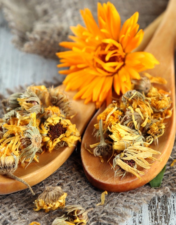 Extrait de fleur de calendula