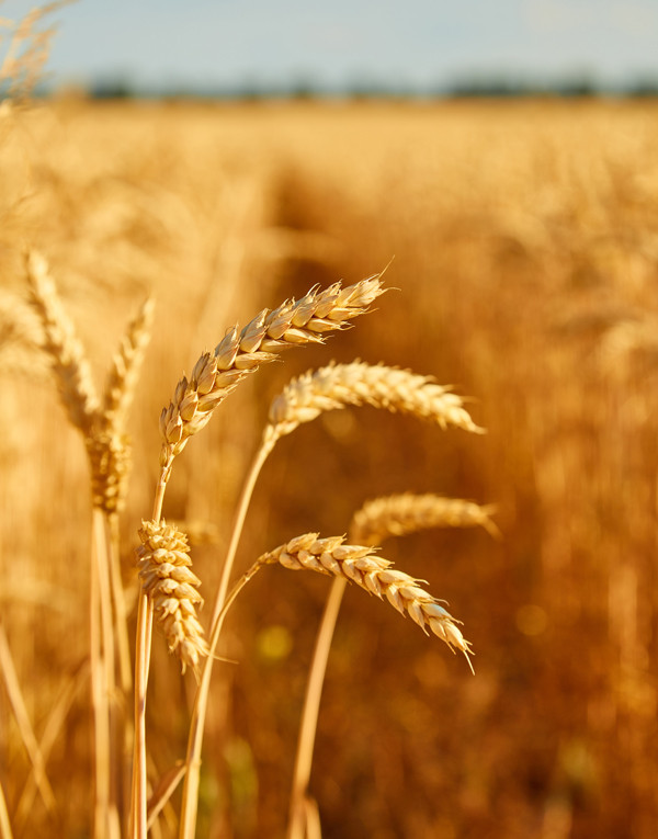 d787e2ee97184e4176b86d6278531206.webp