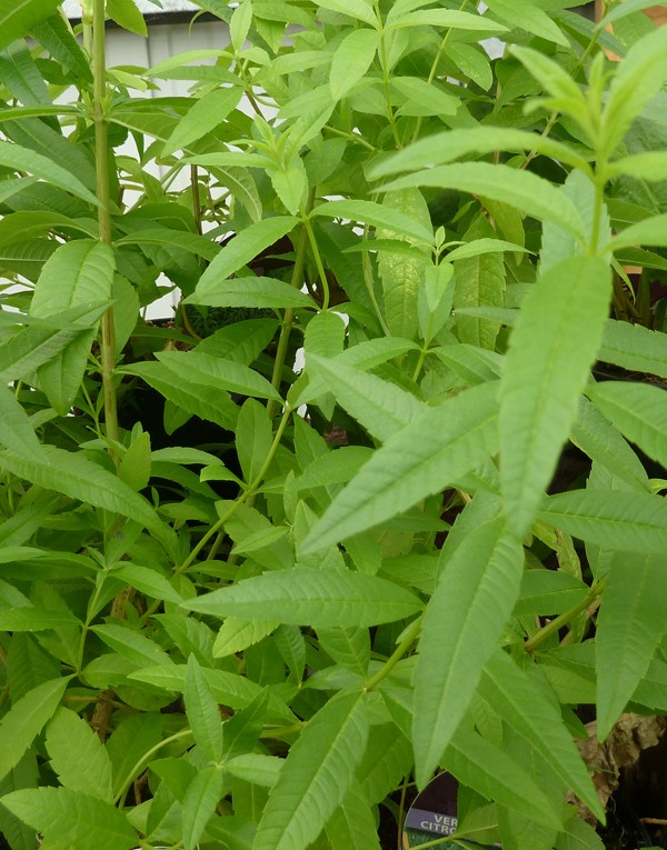 Feuilles de verveine (VERBENA OFFICINALIS EXTRACT) (2 %)