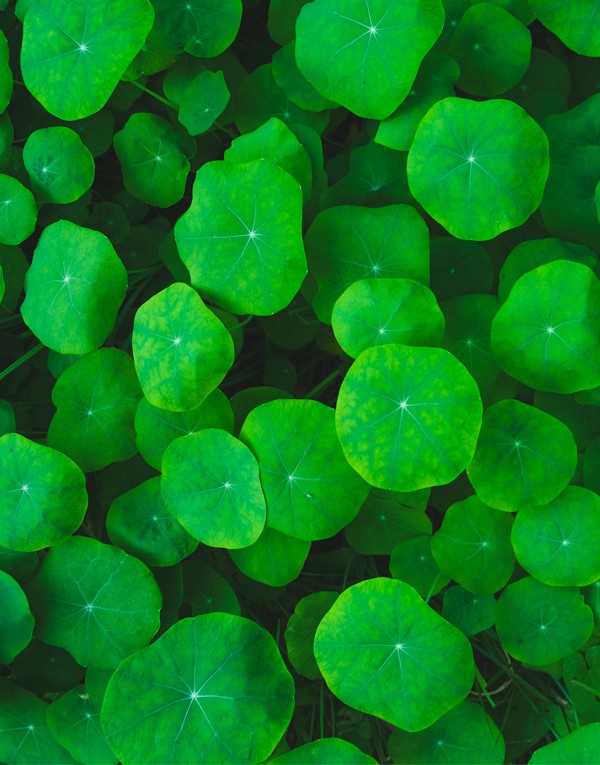 Extrait d’herbe du tigre