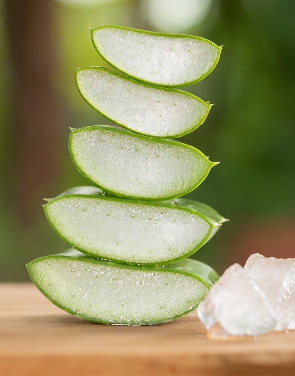 aloe