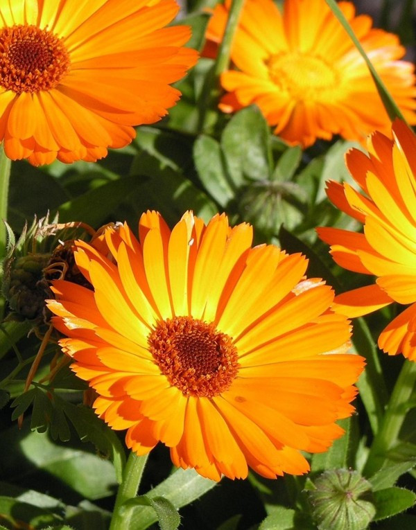 Calendula