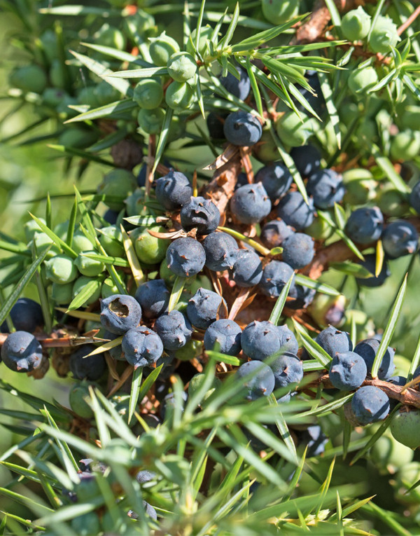 Huiles essentielles de genévrier