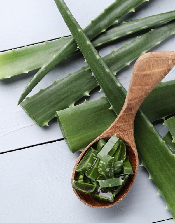 Aloe vera