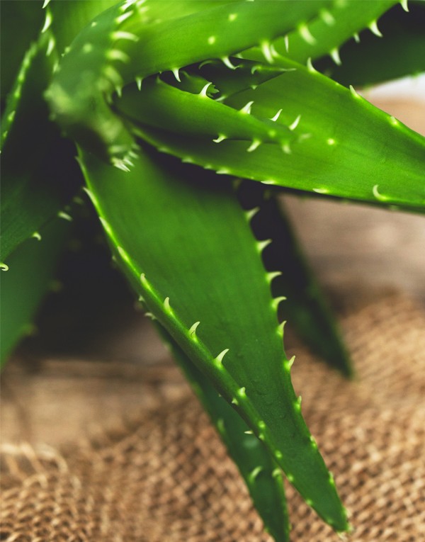 Aloe vera