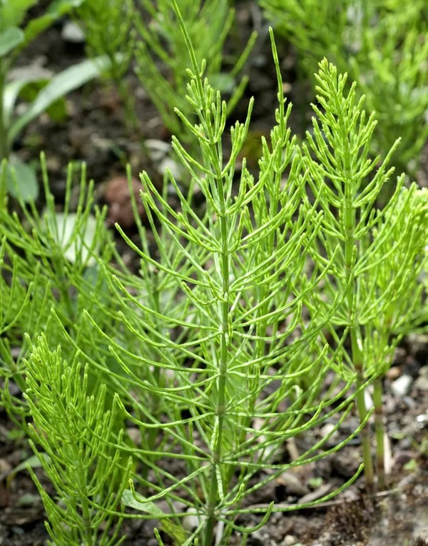 Horsetail leaf extract