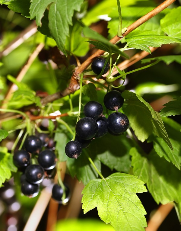 Extrait de feuilles de cassissier