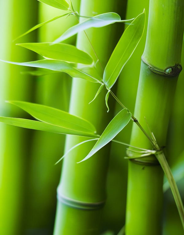 Bamboo extract
