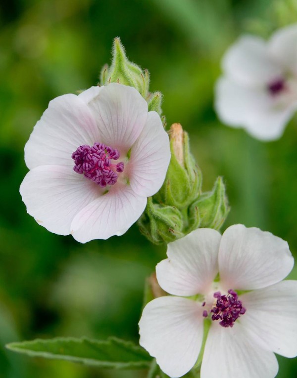 Marshmallow root extract