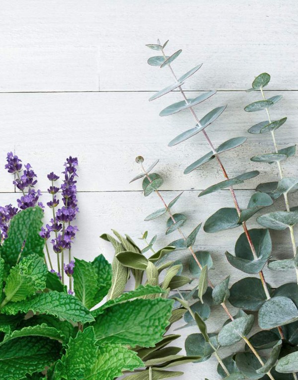 Menthe poivrée + eucalyptus