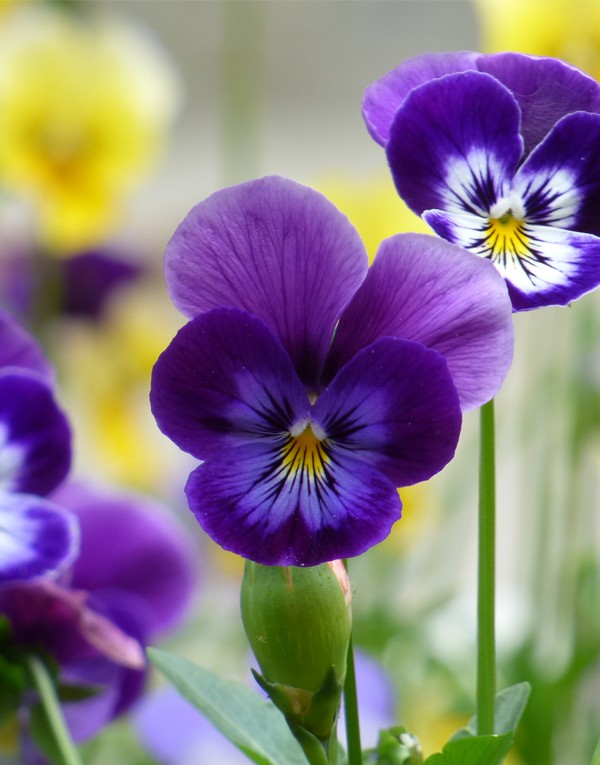Wild pansy extract