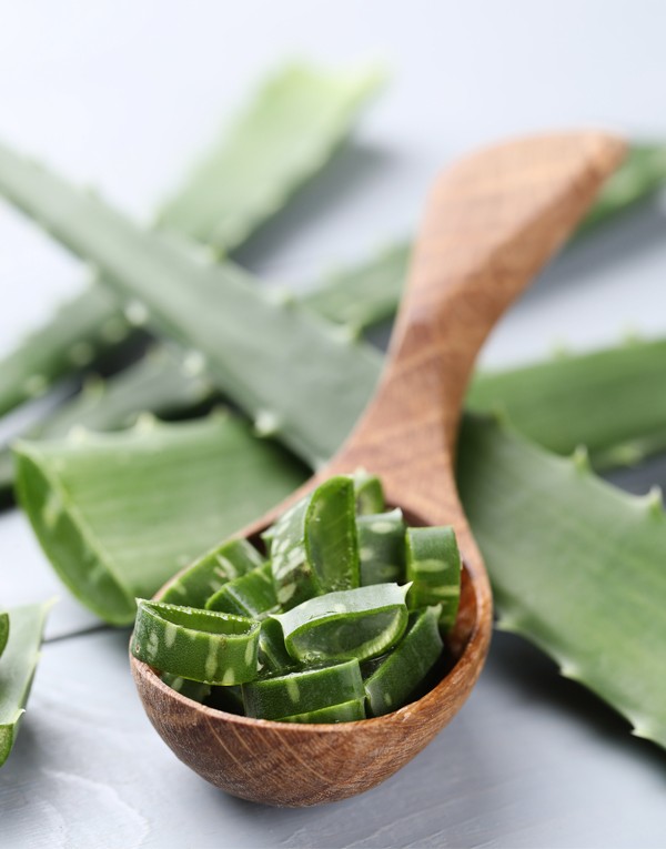 Aloe vera