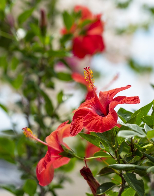 Hibiscus flower extract
