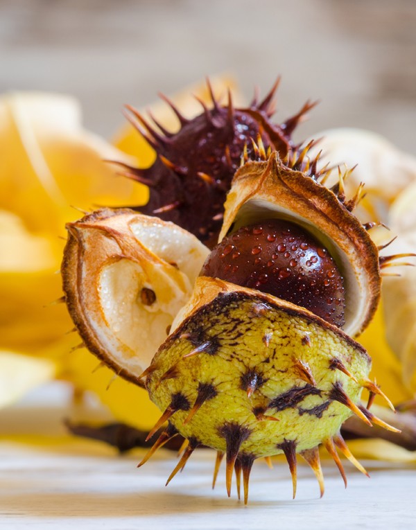 Horse chestnut seed extract