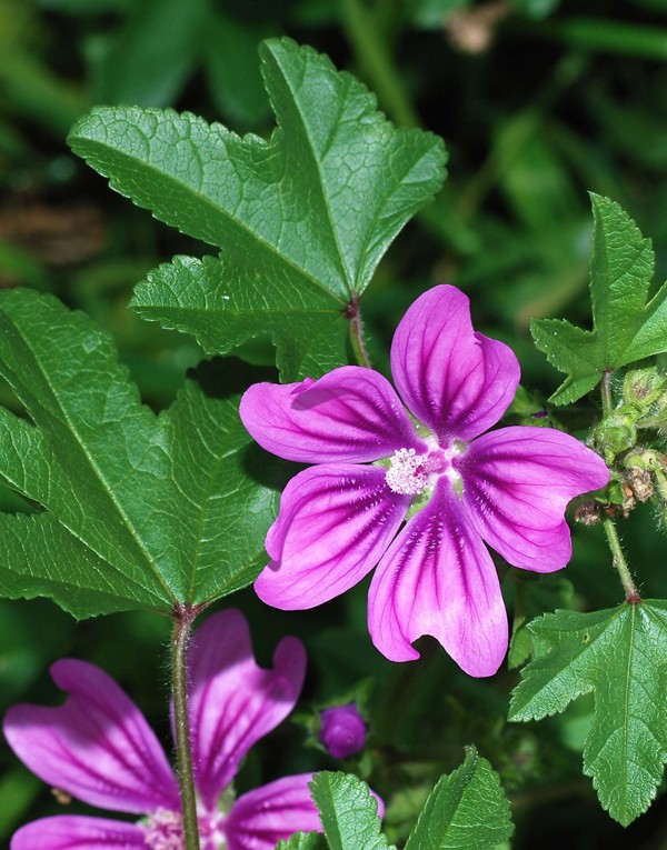 Extrait de feuille de grande mauve